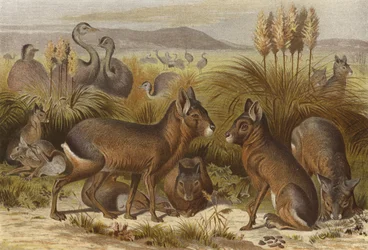 Mara